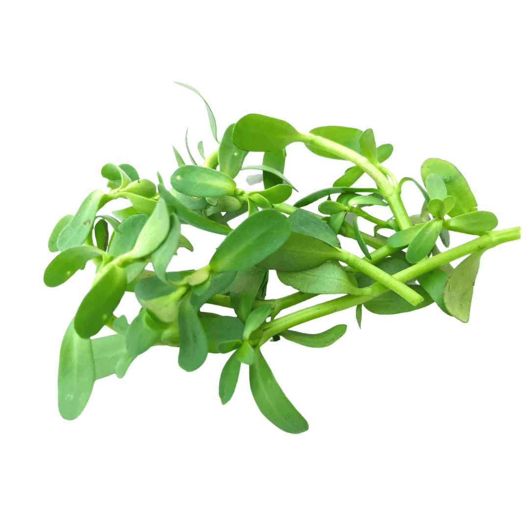 Brahmi (1 KG)