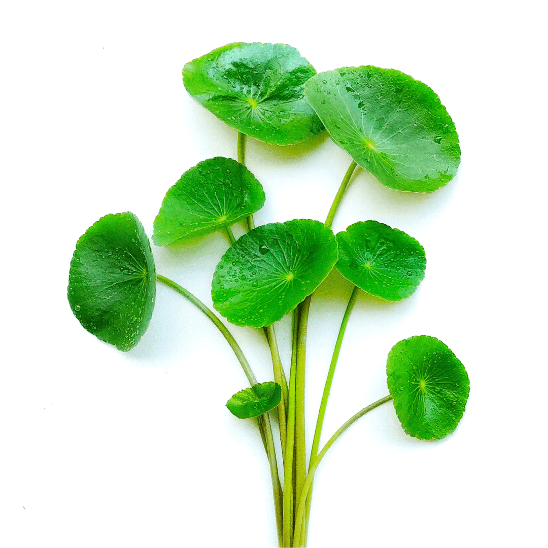 Gotu kola (1 KG)